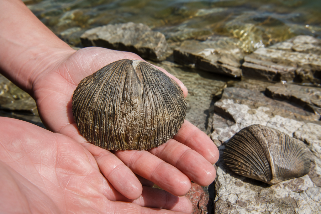 Caesar Creek State Park — Ohio's Best Kept Fossil Secret